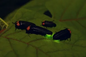 Discovering the Secrets of Vietnam's Most Extraordinary Camouflage Insects - image 5