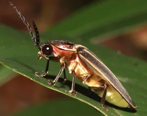Discovering the Secrets of Vietnam's Most Extraordinary Camouflage Insects - image 6