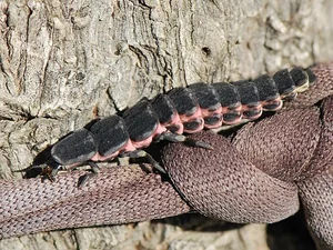 Discovering the Secrets of Vietnam's Most Extraordinary Camouflage Insects - image 1