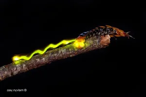 Discovering the Secrets of Vietnam's Most Extraordinary Camouflage Insects - image 7