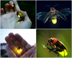 Discovering the Secrets of Vietnam's Most Extraordinary Camouflage Insects - image 0
