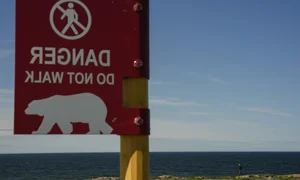 Churchill, Canada: The Town Revived by the Majesty of Polar Bears - image 1