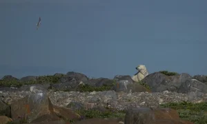 Churchill, Canada: The Town Revived by the Majesty of Polar Bears - image 5