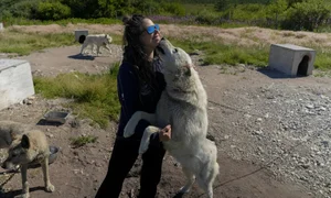 Churchill, Canada: The Town Revived by the Majesty of Polar Bears - image 6