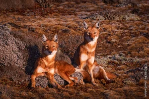 The Ethiopian Wolf: Protecting Africa’s Most Threatened Canid Species - image 1