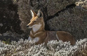 The Ethiopian Wolf: Protecting Africa’s Most Threatened Canid Species - image 4