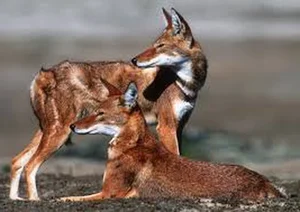 The Ethiopian Wolf: Protecting Africa’s Most Threatened Canid Species - image 6