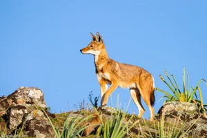 The Ethiopian Wolf: Protecting Africa’s Most Threatened Canid Species - image 0