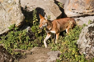 The Ethiopian Wolf: Protecting Africa’s Most Threatened Canid Species - image 2