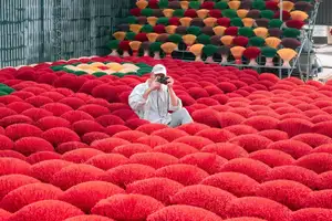 Discover Quang Phu Cau Incense Village: Vibrant Red Hue Draws Tourists Near Hanoi - image 11