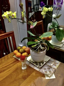 Inside the Surprisingly Simple and Humble Home of Artist Minh Vuong - image 5