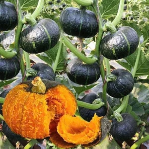 3 Tiny Fruits Taking the Vietnamese Market by Storm - image 3