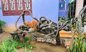 The Fairy Tale House in Bao Loc Covered in Vibrant Orange Firecracker Flowers - image 4