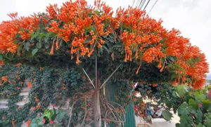 The Fairy Tale House in Bao Loc Covered in Vibrant Orange Firecracker Flowers - image 7
