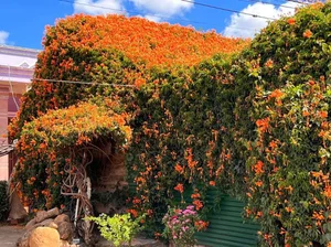 The Fairy Tale House in Bao Loc Covered in Vibrant Orange Firecracker Flowers - image 1