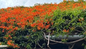 The Fairy Tale House in Bao Loc Covered in Vibrant Orange Firecracker Flowers - image 5