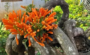 The Fairy Tale House in Bao Loc Covered in Vibrant Orange Firecracker Flowers - image 8