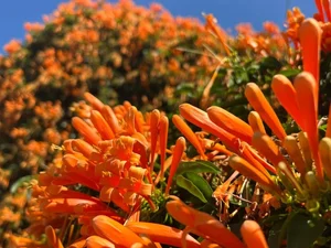 The Fairy Tale House in Bao Loc Covered in Vibrant Orange Firecracker Flowers - image 2