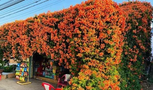 The Fairy Tale House in Bao Loc Covered in Vibrant Orange Firecracker Flowers - image 3