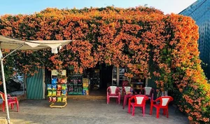 The Fairy Tale House in Bao Loc Covered in Vibrant Orange Firecracker Flowers - image 6