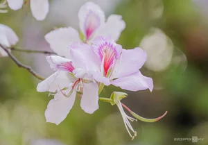 Spring in Hanoi: The Crowds and Beauty of Ban Flower Season - image 0