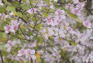 Spring in Hanoi: The Crowds and Beauty of Ban Flower Season - image 5