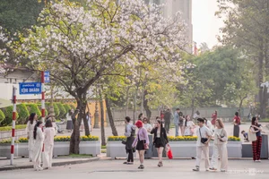 Spring in Hanoi: The Crowds and Beauty of Ban Flower Season - image 3