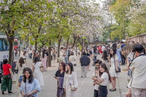 Spring in Hanoi: The Crowds and Beauty of Ban Flower Season - image 6
