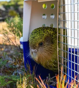Meet the Kakapo: The World’s Only Flightless Parrot and Expert Tree Climber - image 0