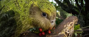 Meet the Kakapo: The World’s Only Flightless Parrot and Expert Tree Climber - image 5