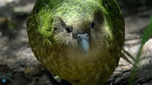 Meet the Kakapo: The World’s Only Flightless Parrot and Expert Tree Climber - image 6