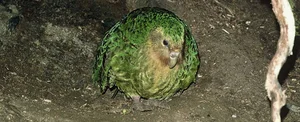 Meet the Kakapo: The World’s Only Flightless Parrot and Expert Tree Climber - image 4