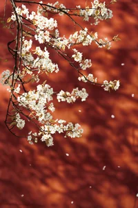 Visual Storytelling in YiTuYu Art Language Vol. 4201: Featuring the Radiant Wei Wei - image 11