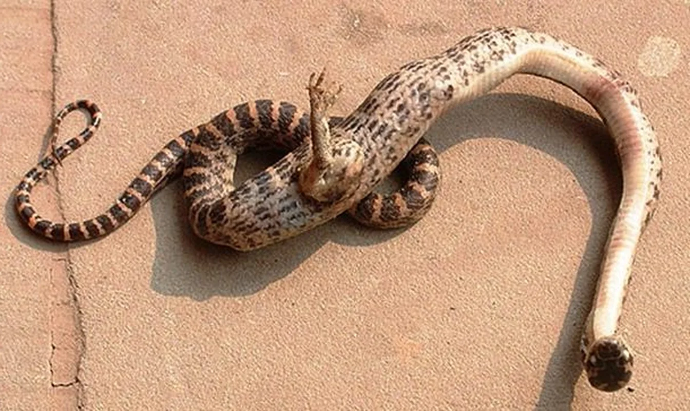 Incredible and Rare Mutant Animals Discovered in the Wild