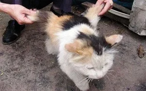 Incredible and Rare Mutant Animals Discovered in the Wild - image 7