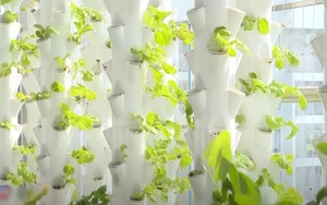 Inside the Lush Indoor Vegetable Garden of a Beauty Queen and Mother of Five - image 6