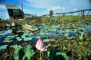 The Fascinating Origins and History Behind the Name Dong Thap Muoi - image 3