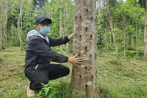 Vietnam's Forest Diamonds: The Incredible Value of Rare Wood Species - image 6