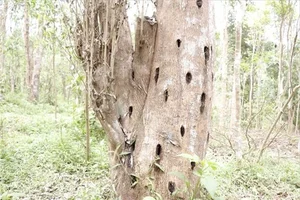 Vietnam's Forest Diamonds: The Incredible Value of Rare Wood Species - image 7