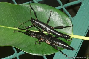 Incredible Discovery: Rare Insect Reappears After a Century of Extinction - image 3