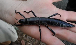 Incredible Discovery: Rare Insect Reappears After a Century of Extinction - image 2