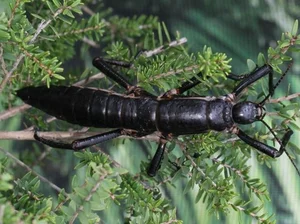 Incredible Discovery: Rare Insect Reappears After a Century of Extinction - image 0