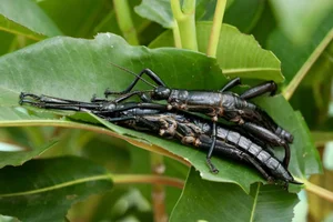 Incredible Discovery: Rare Insect Reappears After a Century of Extinction - image 4