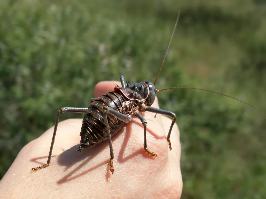 Meet the Armored Creature with Extraordinary Survival Abilities