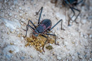 Meet the Armored Creature with Extraordinary Survival Abilities - image 5