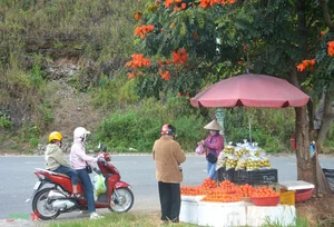 Discover the Charm of Da Lat Persimmon Season: A Golden Autumn Journey - image 6