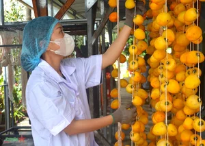 Discover the Charm of Da Lat Persimmon Season: A Golden Autumn Journey - image 3