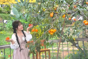Discover the Charm of Da Lat Persimmon Season: A Golden Autumn Journey - image 8