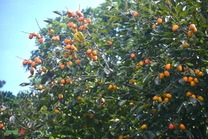 Discover the Charm of Da Lat Persimmon Season: A Golden Autumn Journey - image 7