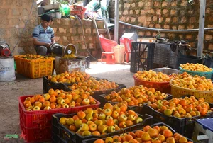Discover the Charm of Da Lat Persimmon Season: A Golden Autumn Journey - image 10